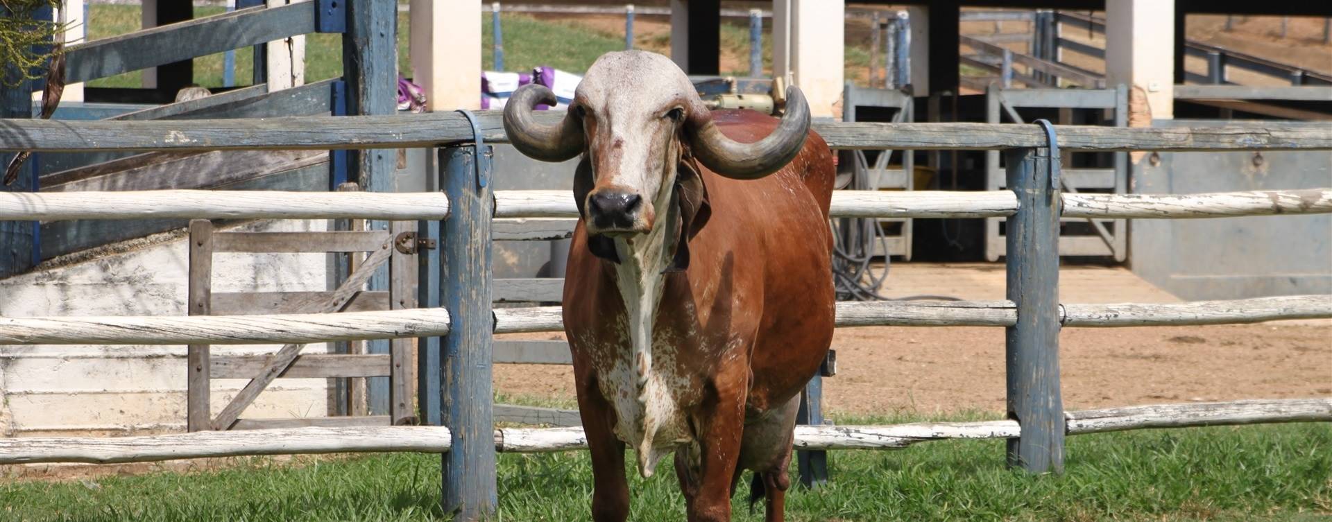 Avaliação da conformação funcional da vaca Gir