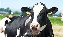 Melhorando a reprodução de vacas leiteiras e mantendo alta produção de leite - Parte 2