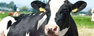 Melhorando a reprodução de vacas leiteiras e mantendo alta produção de leite - Parte 2