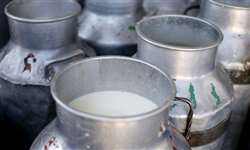 Escassez de mão de obra nas fazendas leiteiras
