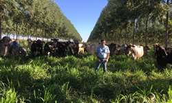Vacas felizes: Manejo garante bem-estar animal na Fazenda Boa Fé