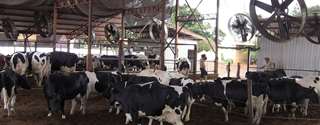 Trocas térmicas em bovinos leiteiros - Parte II