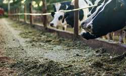 Como está o uso de silagens e feno na dieta de vacas em lactação