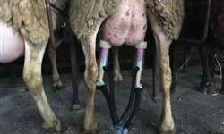 NZ: pesquisa avaliará benefícios digestíveis no consumo de leite de ovelha