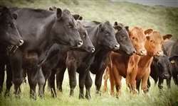 Qual o impacto da nutrição no pré-parto na reprodução de vacas de corte?
