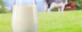 Influência da qualidade do leite cru em produtos lácteos processados