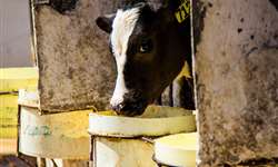 Novidades sobre o monitoramento do consumo e composição de dieta sólida por bezerras leiteiras