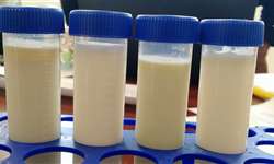 A importância do diagnóstico de prenhez por meio da análise de leite