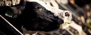Melhorando a reprodução de vacas leiteiras e mantendo alta produção de leite - Parte 3