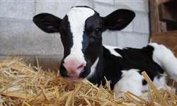 4 metas de um programa de crescimento de bezerras leiteiras