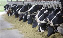 Como prevenir a acidose ruminal subclínica nas vacas em transição?