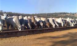 Cuidados para melhores resultados no confinamento de bovinos