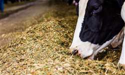 Como a nutrição de precisão pode melhorar a eficiência na produção leiteira?