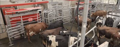 Lely Astronaut A5 - O Novo Marco em Ordenha