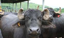 Selo de Pureza valoriza marcas de leite 100% de búfala
