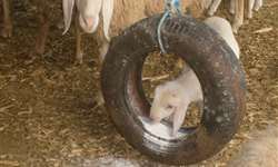 Vale a pena ler de novo! Enriquecimento ambiental: uma eficiente ferramenta na produção de ovinos e caprinos