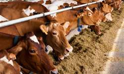 Fontes de lipídeos na suplementação de vacas leiteiras
