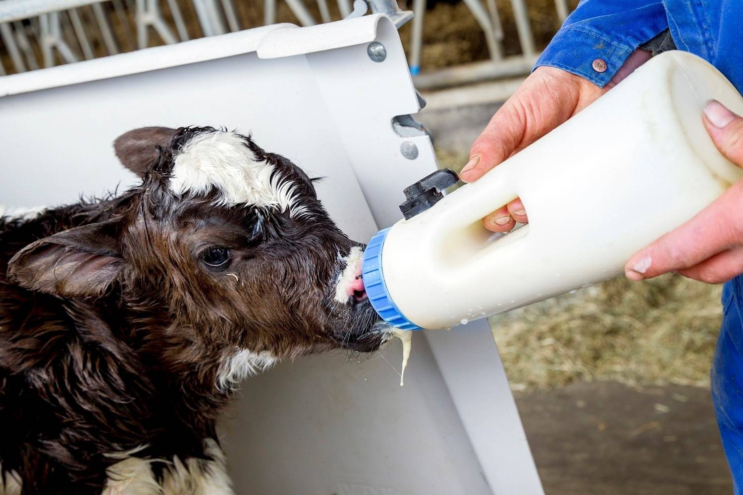 3 dicas práticas sobre o manejo sanitário na criação de bezerras