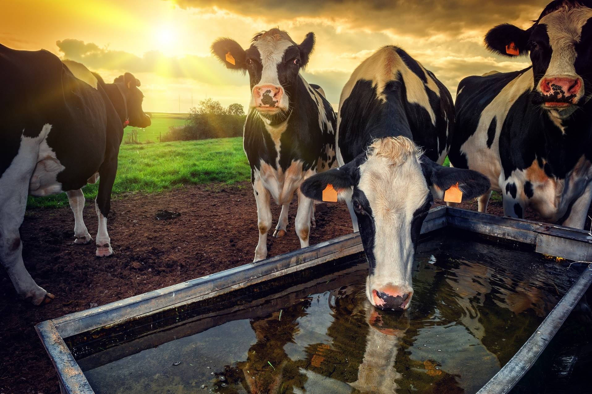 Qualidade e quantidade de água são críticas para o desempenho das vacas