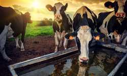 Qualidade e quantidade de água são críticas para o desempenho das vacas