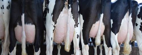 Mastite contagiosa vs ambiental: Como classificar as mastites segundo a origem do agente etiológico