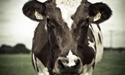 4 principais índices zootécnicos utilizados em fazendas leiteiras