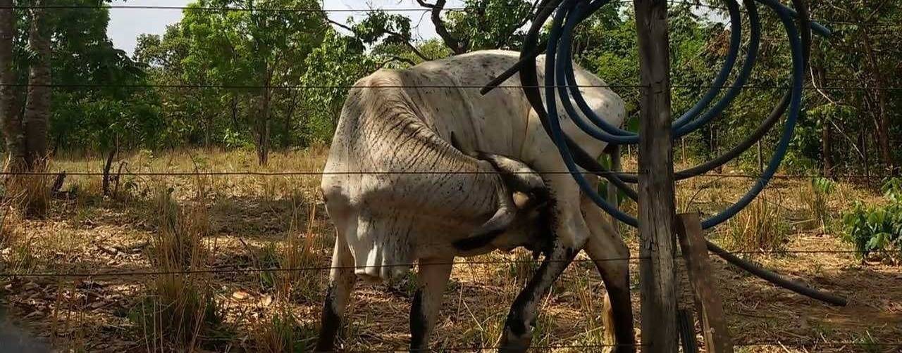 Vacas que mamam nelas mesmas: o que fazer?