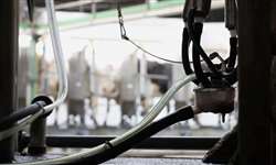 Mastite clínica causa perda de gestação em vacas primíparas