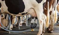 EUA: o que o USMCA significa para o setor lácteo do país?