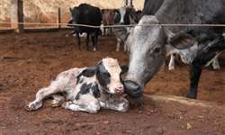 Medidas de prevenção de perdas de gestação em vacas