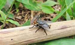 Estratégias simples em fazendas e usinas reduzem riscos de surtos de mosca-dos-estábulos