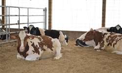 Dietas aniônicas reduzem casos de hipocalcemia em vacas?