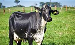 Cruzamentos em bovinos leiteiros: considerações sobre a produção
