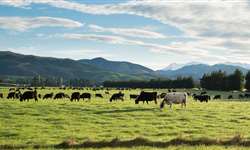 NZ: preços ao produtor devem cair mais, dizem analistas