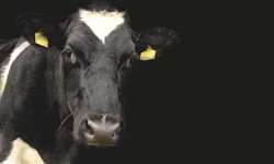 Luz da ciência: suas vacas são canhotas ou destras?