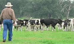 Produtores conhecem benefícios da integração de gado de leite com florestas
