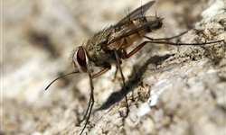 SP busca controle biológico para mosca-dos-estábulos