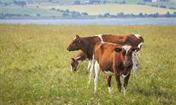 Canadá: governo anuncia segunda fase do programa de investimentos em fazendas leiteiras