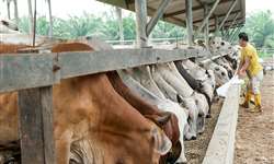 Como devem ser as instalações e o manejo do cocho de bovinos em confinamento?