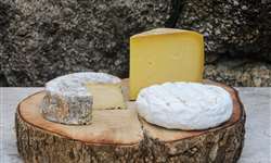 Queijaria Pé do Morro e seus queijos elaborados a partir de inspirações europeias