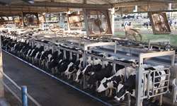 Verticalizar a produção de leite: vale a pena?