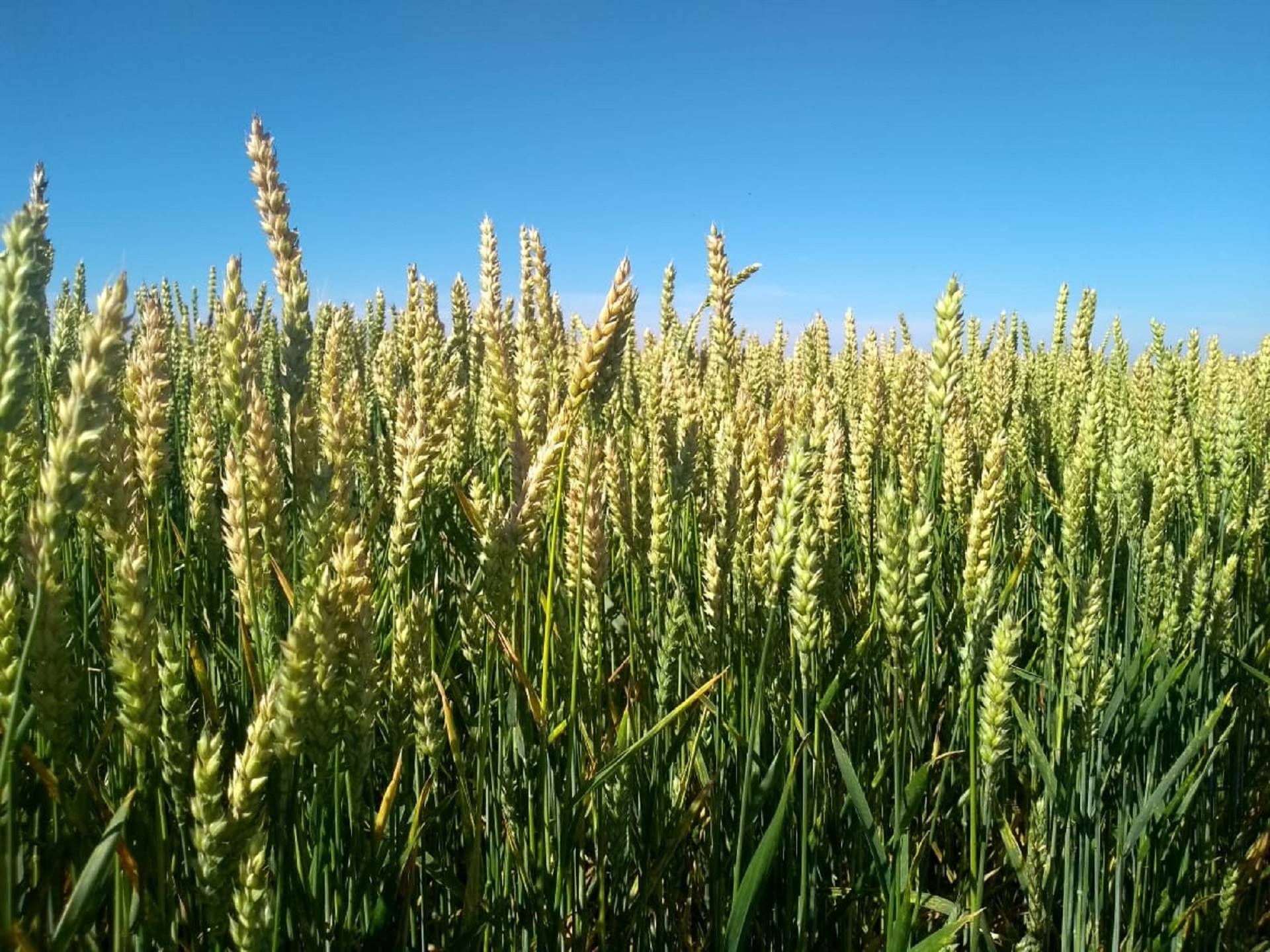 Quais as vantagens de se utilizar silagem de trigo?