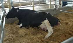 Vantagens e os desafios: embriões em gado leiteiro?