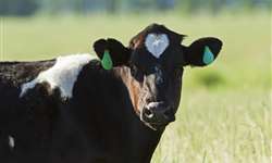 Estresse térmico no final da gestação e seu impacto nas vacas lactantes e bezerras - II