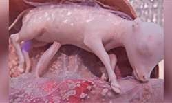 Quais os impactos da nutrição da vaca na formação de fibras musculares no feto?