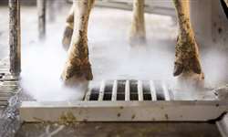 Pesquisa do Reino Unido busca principais causas da claudicação no gado leiteiro