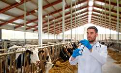 Boas práticas são essenciais na vacinação de bovinos