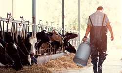 Curva de lactação: é possível produzir mais leite?