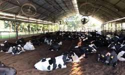 MilkPoint de olho nas redes (#7): 'escolhemos o compost barn pensando no bem-estar dos animais'