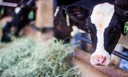 Como a vida da vaca no período de transição pode afetar as suas crias?